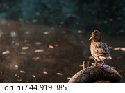 Ducks on the Trubezh river in Pereslavl-Zalessky early in the morning at dawn. Стоковое фото, фотограф Photojuli / Фотобанк Лори
