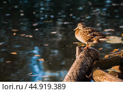 Ducks on the Trubezh river in Pereslavl-Zalessky early in the morning at dawn. Стоковое фото, фотограф Photojuli / Фотобанк Лори