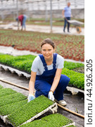 female gardener in overall swaps pallets with young deren seedlings for full formation of plant. Стоковое фото, фотограф Яков Филимонов / Фотобанк Лори