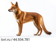 Asiatic wild dog Dhole on white background. Стоковое AI-изображение, AI-художник Veniamin Kraskov / Фотобанк Лори