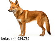 Asiatic wild dog Dhole on white background. Стоковое AI-изображение, AI-художник Veniamin Kraskov / Фотобанк Лори
