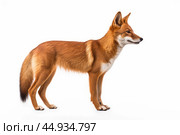 Asiatic wild dog Dhole on white background. Стоковое AI-изображение, AI-художник Veniamin Kraskov / Фотобанк Лори