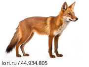 Asiatic wild dog Dhole on white background. Стоковое AI-изображение, AI-художник Veniamin Kraskov / Фотобанк Лори