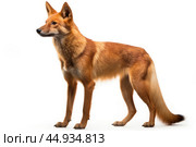 Asiatic wild dog Dhole on white background. Стоковое AI-изображение, AI-художник Veniamin Kraskov / Фотобанк Лори