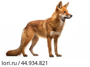 Asiatic wild dog Dhole on white background. Стоковое AI-изображение, AI-художник Veniamin Kraskov / Фотобанк Лори