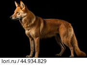 Asiatic wild dog Dhole on black background. Стоковое AI-изображение, AI-художник Veniamin Kraskov / Фотобанк Лори