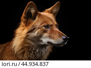 Asiatic wild dog Dhole on black background. Стоковое AI-изображение, AI-художник Veniamin Kraskov / Фотобанк Лори