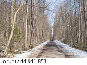 Road in the spring forest. Prioksko Terrasny park. Стоковое фото, фотограф Мария Паина / Фотобанк Лори