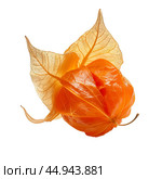 Single physalis fruit with husk partially open showing orange fruit. Стоковое AI-изображение, AI-художник Иван Рябоконь / Фотобанк Лори