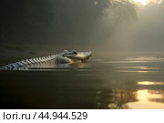 A gharial, a long-snouted crocodile with a narrow muzzle, swims on a quiet river. Стоковое AI-изображение, AI-художник Veniamin Kraskov / Фотобанк Лори