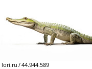 A gharial, a long-snouted crocodile with a narrow muzzle on white background. Стоковое AI-изображение, AI-художник Veniamin Kraskov / Фотобанк Лори