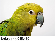 Kakapo parrot on white background. Стоковое AI-изображение, AI-художник Veniamin Kraskov / Фотобанк Лори