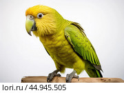 Kakapo parrot on white background. Стоковое AI-изображение, AI-художник Veniamin Kraskov / Фотобанк Лори
