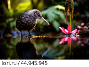 A kiwi bird, small and fascinating, strolls through the lush New Zealand forest. Стоковое AI-изображение, AI-художник Veniamin Kraskov / Фотобанк Лори