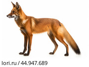 Maned Wolf on white background. Стоковое AI-изображение, AI-художник Veniamin Kraskov / Фотобанк Лори