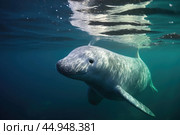 A narwhal swimming gracefully in its natural Arctic habitat. Стоковое AI-изображение, AI-художник Veniamin Kraskov / Фотобанк Лори