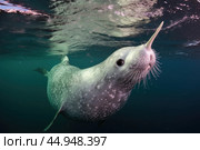 A narwhal swimming gracefully in its natural Arctic habitat. Стоковое AI-изображение, AI-художник Veniamin Kraskov / Фотобанк Лори