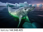 A narwhal swimming gracefully in its natural Arctic habitat. Стоковое AI-изображение, AI-художник Veniamin Kraskov / Фотобанк Лори