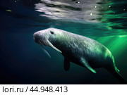 A narwhal swimming gracefully in its natural Arctic habitat. Стоковое AI-изображение, AI-художник Veniamin Kraskov / Фотобанк Лори