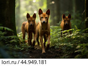 A pack of Dholes, also known as Asiatic wild dogs, in their natural habitat. Стоковое AI-изображение, AI-художник Veniamin Kraskov / Фотобанк Лори