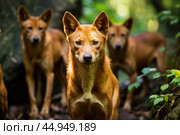 A pack of Dholes, also known as Asiatic wild dogs, in their natural habitat. Стоковое AI-изображение, AI-художник Veniamin Kraskov / Фотобанк Лори