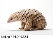 Pangolin on white background. Стоковое AI-изображение, AI-художник Veniamin Kraskov / Фотобанк Лори