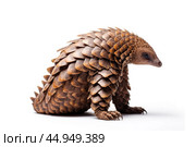 Pangolin on white background. Стоковое AI-изображение, AI-художник Veniamin Kraskov / Фотобанк Лори