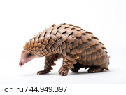 Pangolin on white background. Стоковое AI-изображение, AI-художник Veniamin Kraskov / Фотобанк Лори