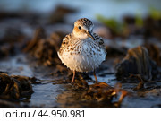 A Spoon-billed Sandpiper, a migratory shorebird, wading in shallow coastal waters. Стоковое AI-изображение, AI-художник Veniamin Kraskov / Фотобанк Лори