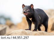 Tasmanian devil on a white background. Стоковое AI-изображение, AI-художник Veniamin Kraskov / Фотобанк Лори