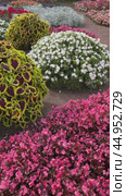 PAVLOVSK, SAINT PETERSBURG, RUSSIA- September 14, 2024: Vertical video of beautiful garden with colorful flowers near Pavlovsk Palace - summer residence of Emperor Paul I on sunny day. Panoramic view. Редакционное видео, видеограф Виктория Катьянова / Фотобанк Лори