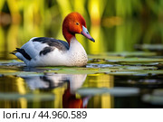 The elusive Madagascar Pochard, a rare and endangered duck species. Стоковое AI-изображение, AI-художник Veniamin Kraskov / Фотобанк Лори