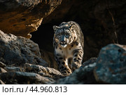 A snow leopard displaying its stealth and predatory instincts in the shadows of a rocky landscape. Стоковое AI-изображение, AI-художник Veniamin Kraskov / Фотобанк Лори