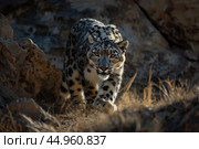 A snow leopard displaying its stealth and predatory instincts in the shadows of a rocky landscape. Стоковое AI-изображение, AI-художник Veniamin Kraskov / Фотобанк Лори