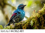 The intricate details of the Spangled Cotinga's plumage. Стоковое AI-изображение, AI-художник Veniamin Kraskov / Фотобанк Лори