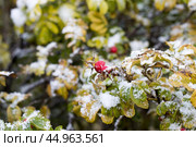 The red fruit of the wild rose or rosehip or dogrose and the first snow. Стоковое фото, фотограф Татьяна Васильева / Фотобанк Лори