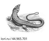 Green lizard, Lacerta viridis, illustration from Manual of zoology, Moscow. Russia, 1899. Стоковое фото, фотограф Константин Тимофеев / Фотобанк Лори