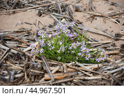 Морская горчица балтийская (лат. Cakile maritima subsp. baltica) Стоковое фото, фотограф Елена Арсентьева / Фотобанк Лори