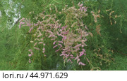 Tamarix chinensis, five-stamen or Chinese tamarisk or saltcedar. Noxious shrub with twigs covered in lance-shaped, scale-like leaves. Inflorescence is a dense raceme of flowers. Fragrant pink flower. Стоковое видео, видеограф Юлия Петровская / Фотобанк Лори