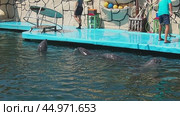 Anapa, Russia, 08.25.21 Trained dolphins swim near the stage, waiting to feed on fish. The coach drains water from the stage with a mop. Marine mammal. Fauna of the Black Sea. Редакционное видео, видеограф Юлия Петровская / Фотобанк Лори