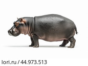 A full-body profile view of a pygmy hippopotamus, standing isolated on a white background. Стоковое AI-изображение, AI-художник Veniamin Kraskov / Фотобанк Лори
