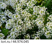 Floral background with small alyssum flowers. Fragrant white alyssum flowers close up. Стоковое фото, фотограф Бузмакова Светлана / Фотобанк Лори