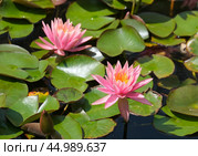 Blooming nymphea closeup (Lat. - nymphaea) Стоковое фото, фотограф Irina Opachevsky / Фотобанк Лори