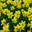 Yellow flowers. Beautiful spring photography. Стоковое фото, фотограф Photolart / Фотобанк Лори