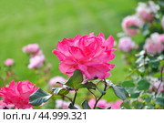 Роза (Rosa) Стоковое фото, фотограф Алёшина Оксана / Фотобанк Лори
