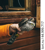 Eurasian sparrowhawk or Accipiter nisus in hand in Fringilla field ornithological station. in the Curonian Spit National Park. . Russia. Стоковое фото, фотограф Elena Odareeva / Фотобанк Лори