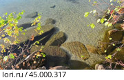 Берег красивого озера с чистой и спокойной водой в приятный осенний день. Стоковое видео, видеограф Александр Бушков / Фотобанк Лори