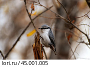 Обыкновенный поползень (Sitta europaea) Стоковое фото, фотограф Платон Балько / Фотобанк Лори