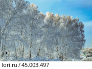Заснеженные берёзы. Зимний фрагментарный пейзаж. Стоковое фото, фотограф Василий Мальцев / Фотобанк Лори