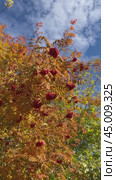 Vertical video of autumn background with rowan bush with red berries against blue sky in city park on sunny october day. Concept of changing seasons. Floral autumn background. Beautiful landscape. Редакционное видео, видеограф Виктория Катьянова / Фотобанк Лори
